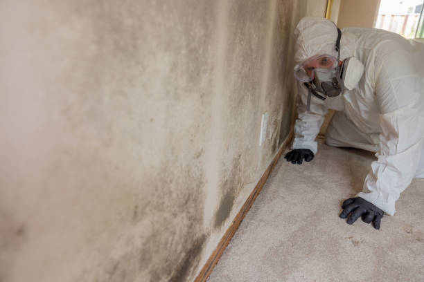 Mold Remediation for Vacation Homes in Jonesborough, TN